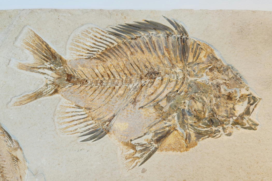 Huge Priscacara serrata and Mioplosus labracoides | Green River Formation | Wyoming