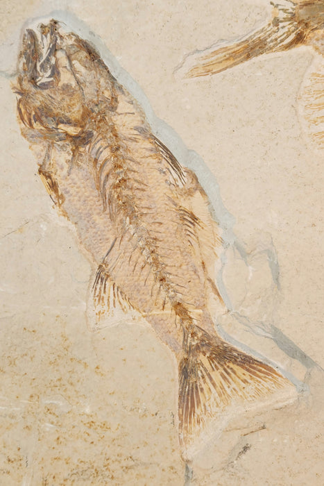 Huge Priscacara serrata and Mioplosus labracoides | Green River Formation | Wyoming