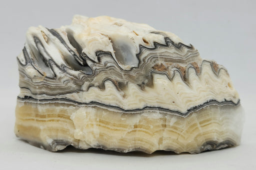 In Stone Fossils
