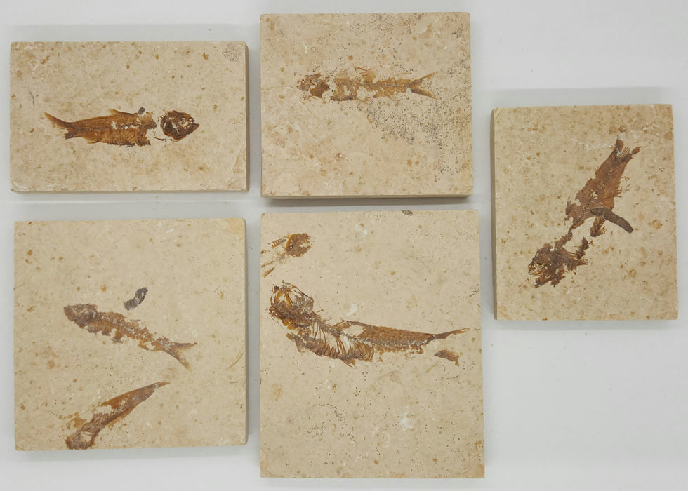 š„HOT DEALš„Science Class Knightia Mini Fish | 100% Natural | Green River Formation | $5/ea or 25 Fish for $4/ea