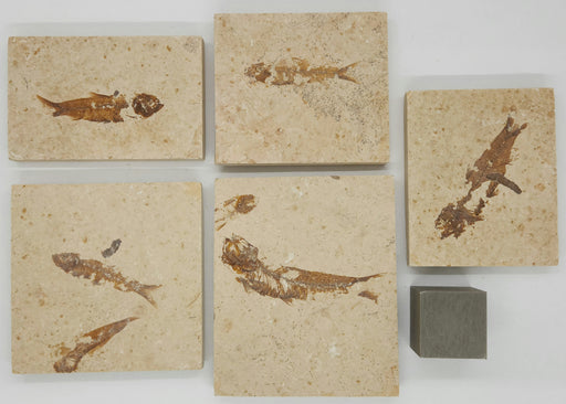 In Stone Fossils