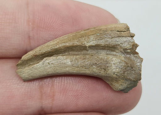In Stone Fossils