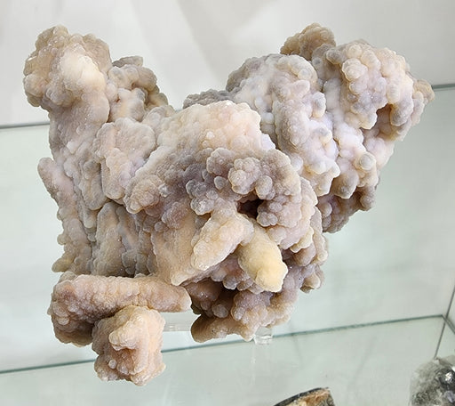 In Stone Fossils