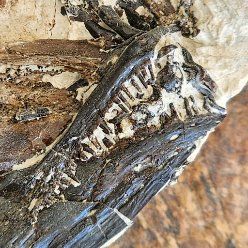 In Stone Fossils
