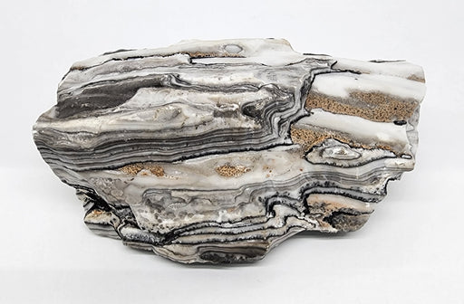 In Stone Fossils