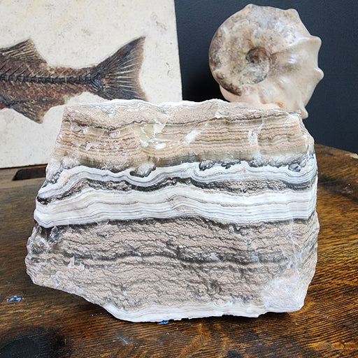 In Stone Fossils