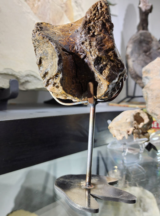 Hadrosaur Caudal (Tail) Vertebra on Stand | Judith River Formation | Montana