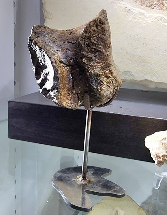 Hadrosaur Caudal (Tail) Vertebra on Stand | Judith River Formation | Montana