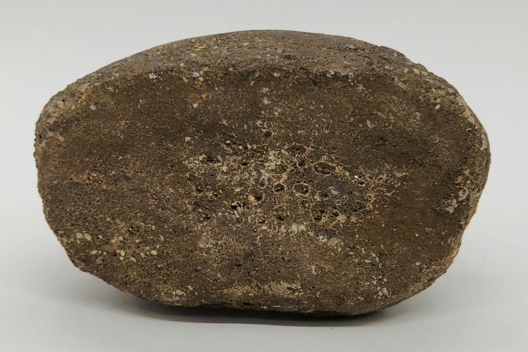 Hadrosaur Phalanx (Toe) Bone | Judith River Formation | Montana