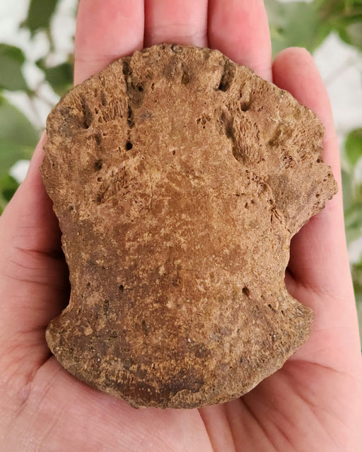 In Stone Fossils
