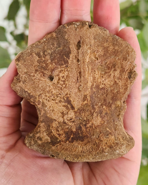In Stone Fossils
