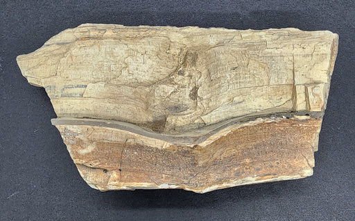 In Stone Fossils