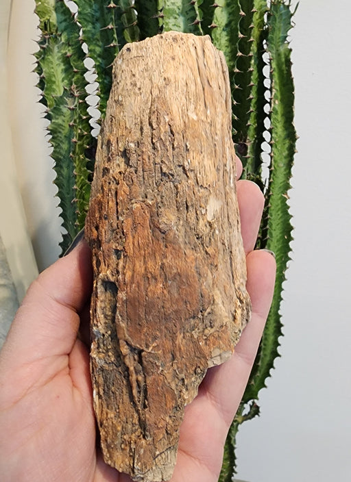 In Stone Fossils