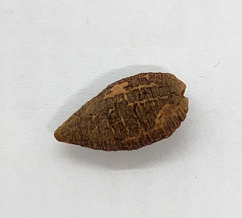 Fly Larvae Casing | Montana