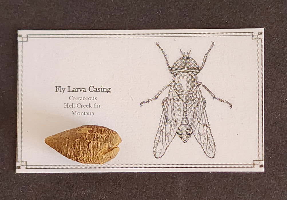 Fly Larvae Casing | Montana