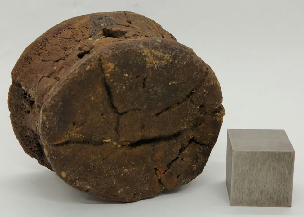 Hadrosaur Caudal (Tail) Vertebra | Judith River Formation | Montana