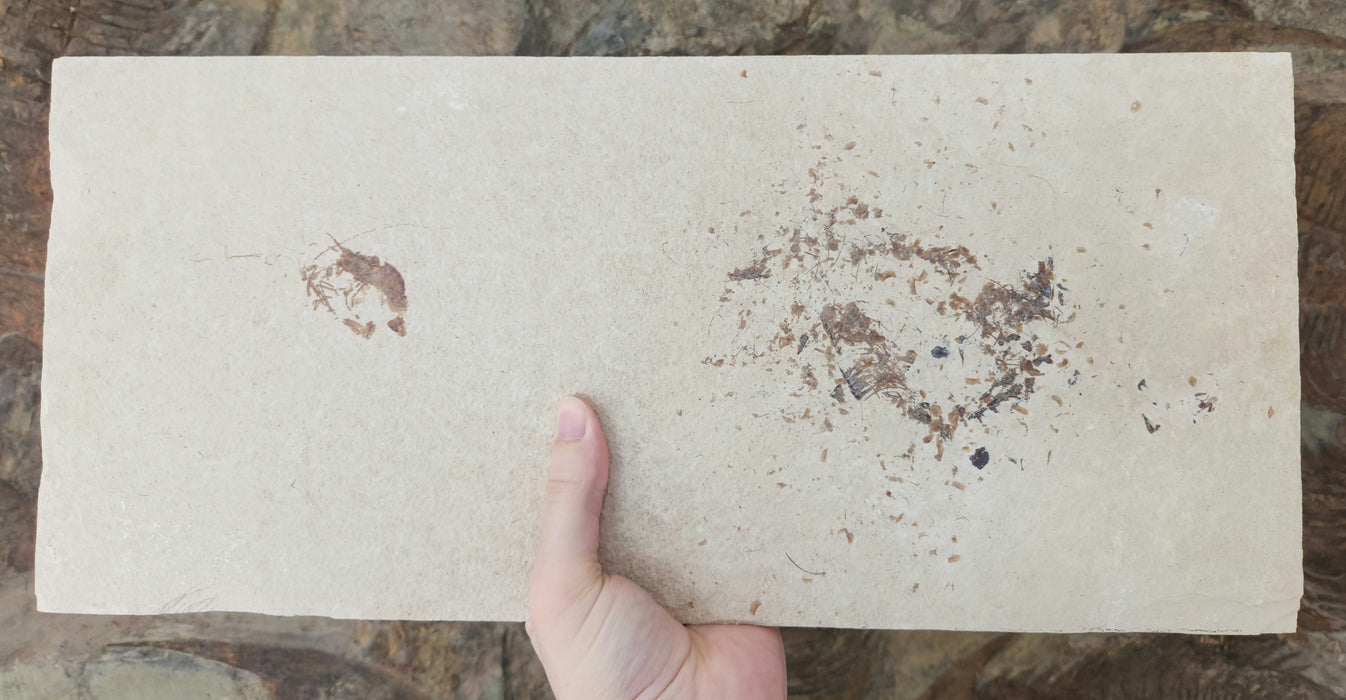 Fossil Shrimp w/ Heavily Disarticulated Fish | Green River Formation | Wyoming