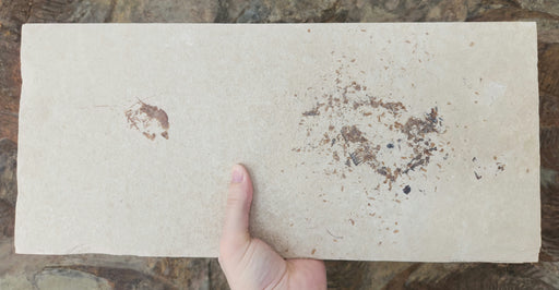 In Stone Fossils