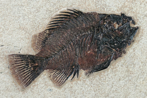 In Stone Fossils