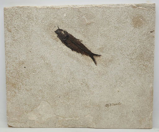 In Stone Fossils