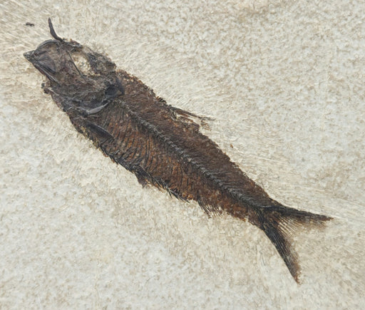 In Stone Fossils
