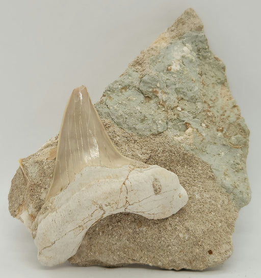 In Stone Fossils