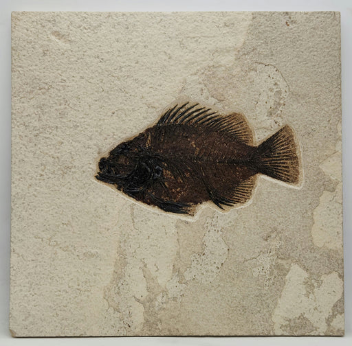 In Stone Fossils