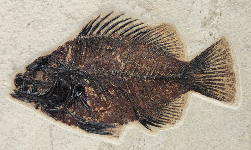 In Stone Fossils