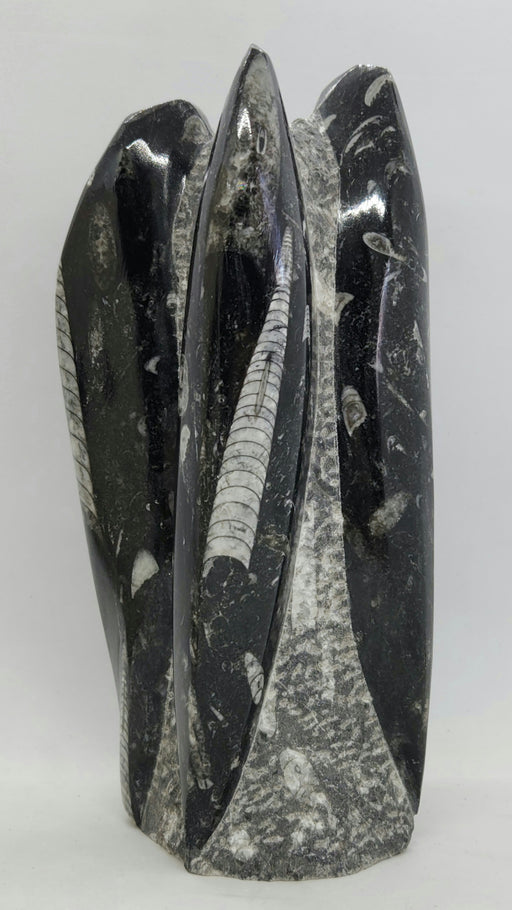 In Stone Fossils