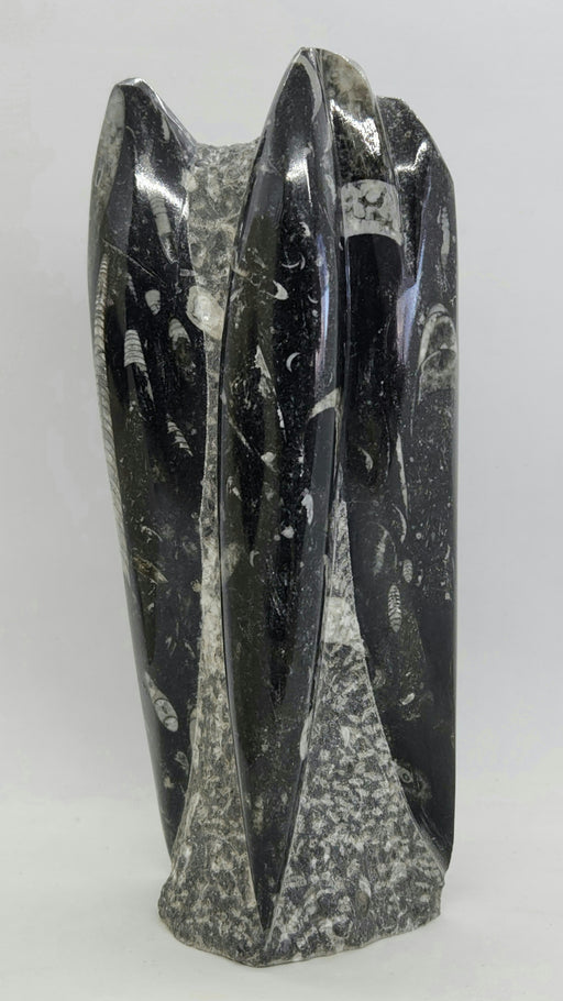 In Stone Fossils