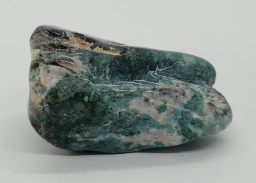 In Stone Fossils