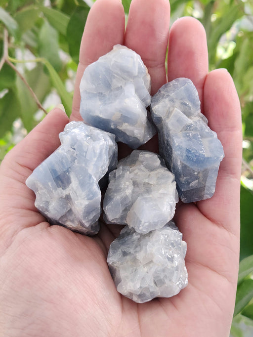 In Stone Fossils