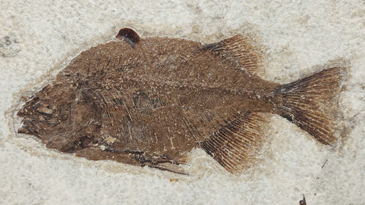 In Stone Fossils