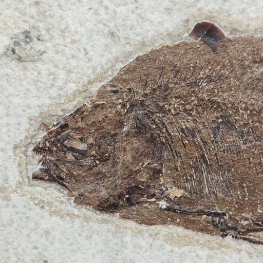In Stone Fossils