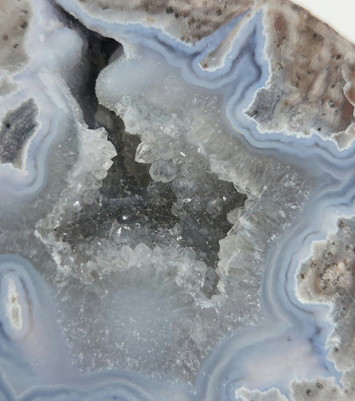 In Stone Fossils