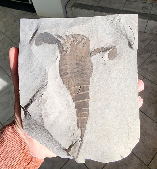 In Stone Fossils