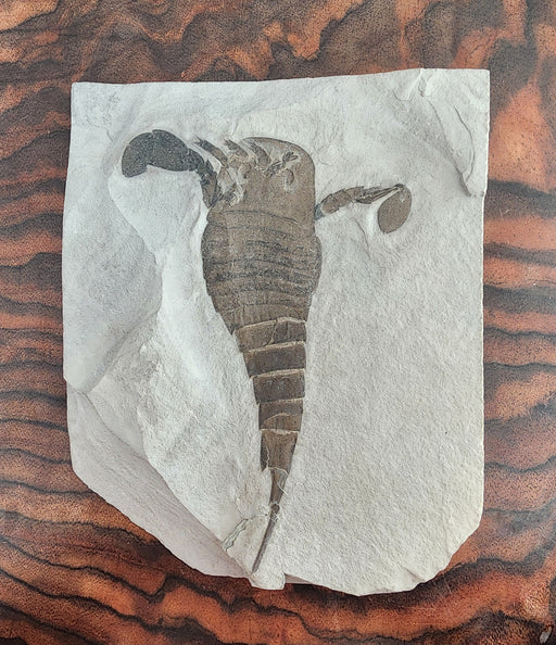 In Stone Fossils