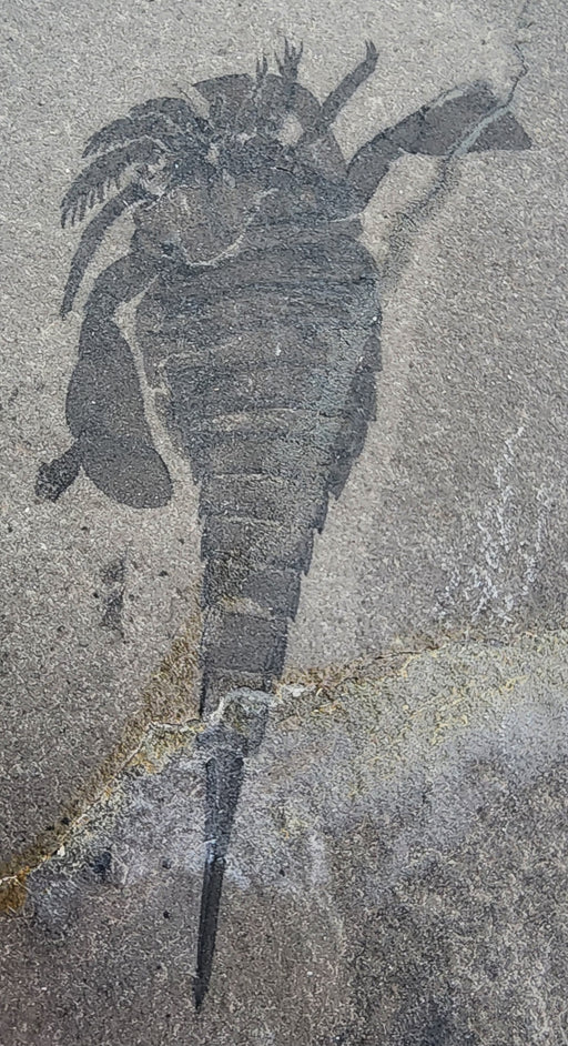 In Stone Fossils