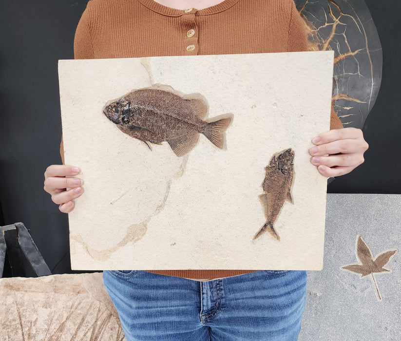 Phareodus testis and Diplomystus | Green River Formation | Wyoming