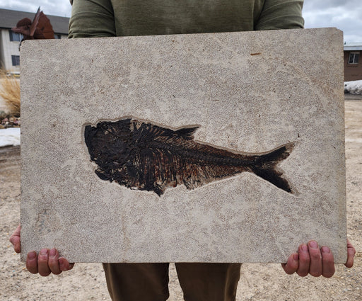 In Stone Fossils