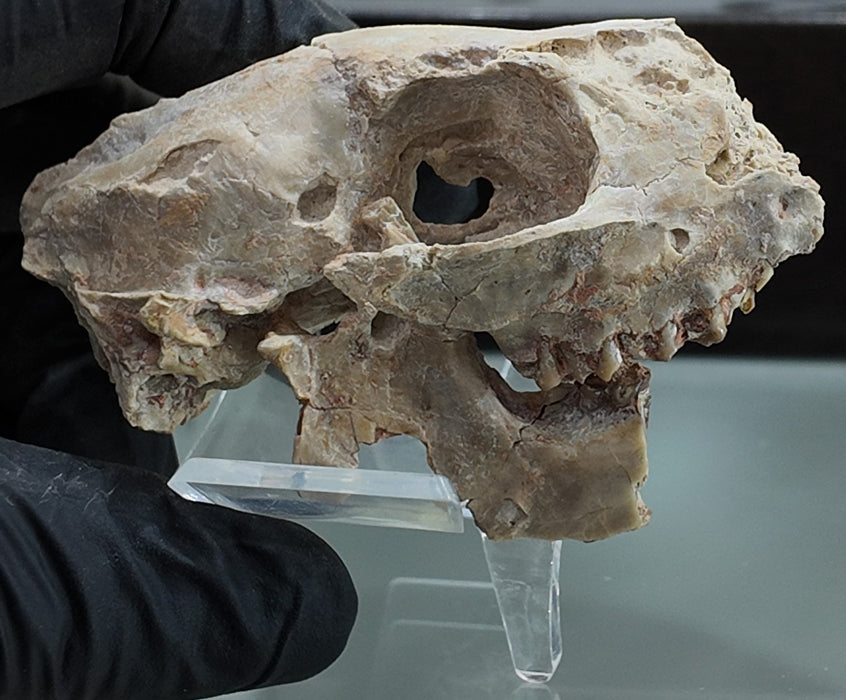 Fossil Deer-like Ruminant Skull | Leptomeryx evansi | South Dakota