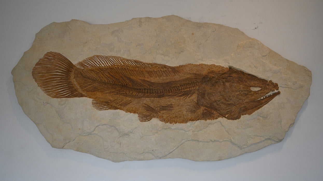 Amia pattersoni | Green River Formation