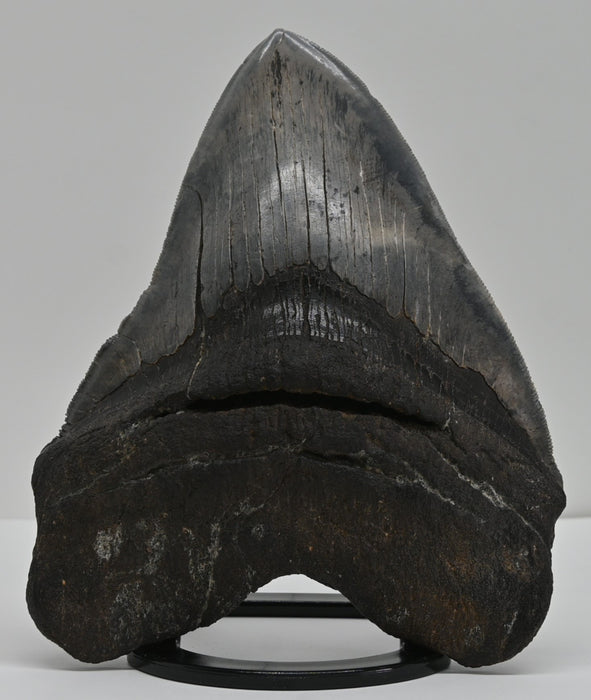 6.3" Megalodon Tooth | South Carolina