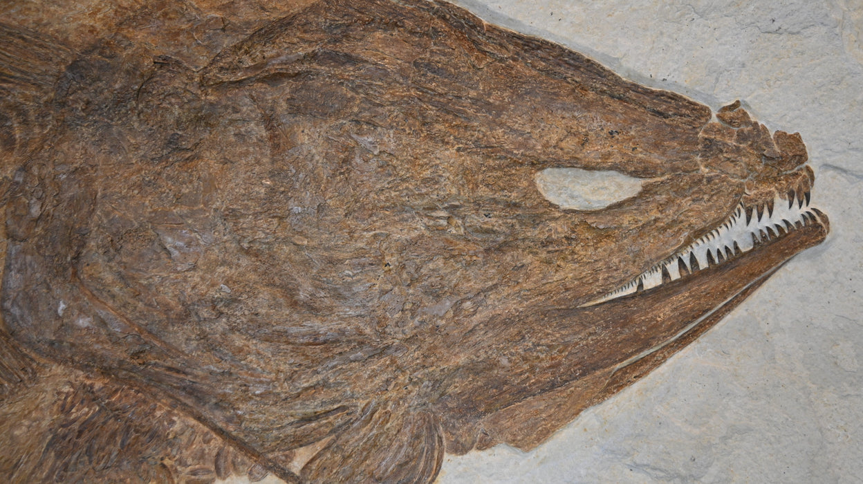 Amia pattersoni | Green River Formation