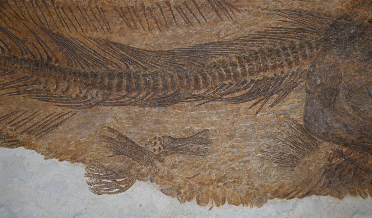 Amia pattersoni | Green River Formation