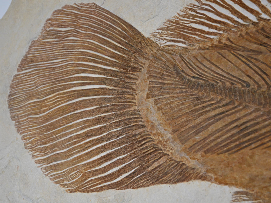 Amia pattersoni | Green River Formation