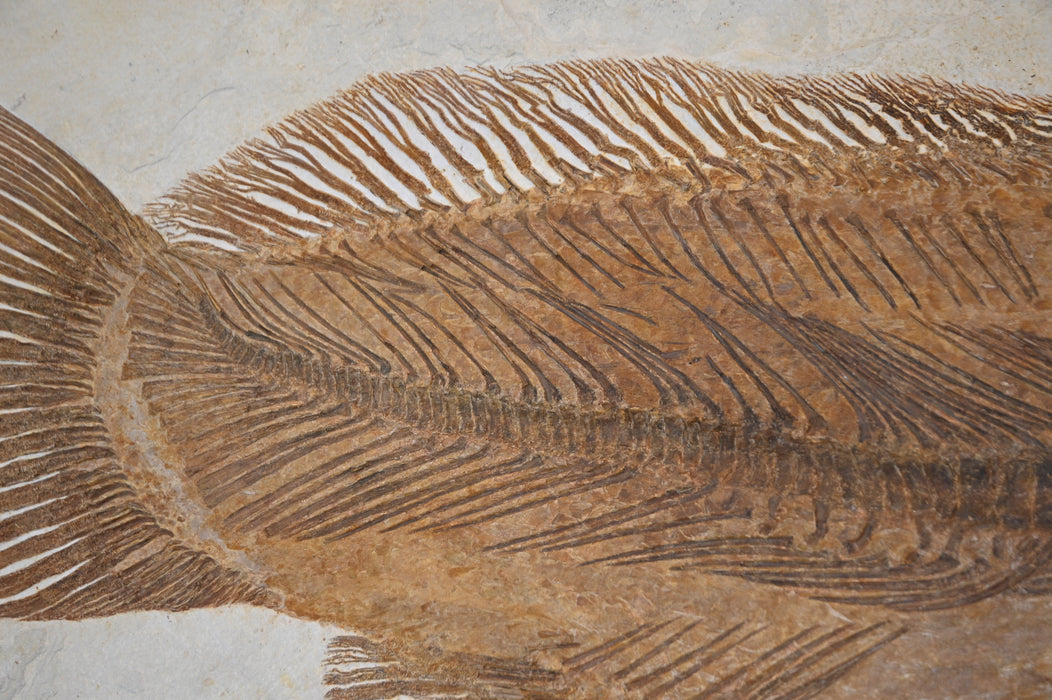 Amia pattersoni | Green River Formation