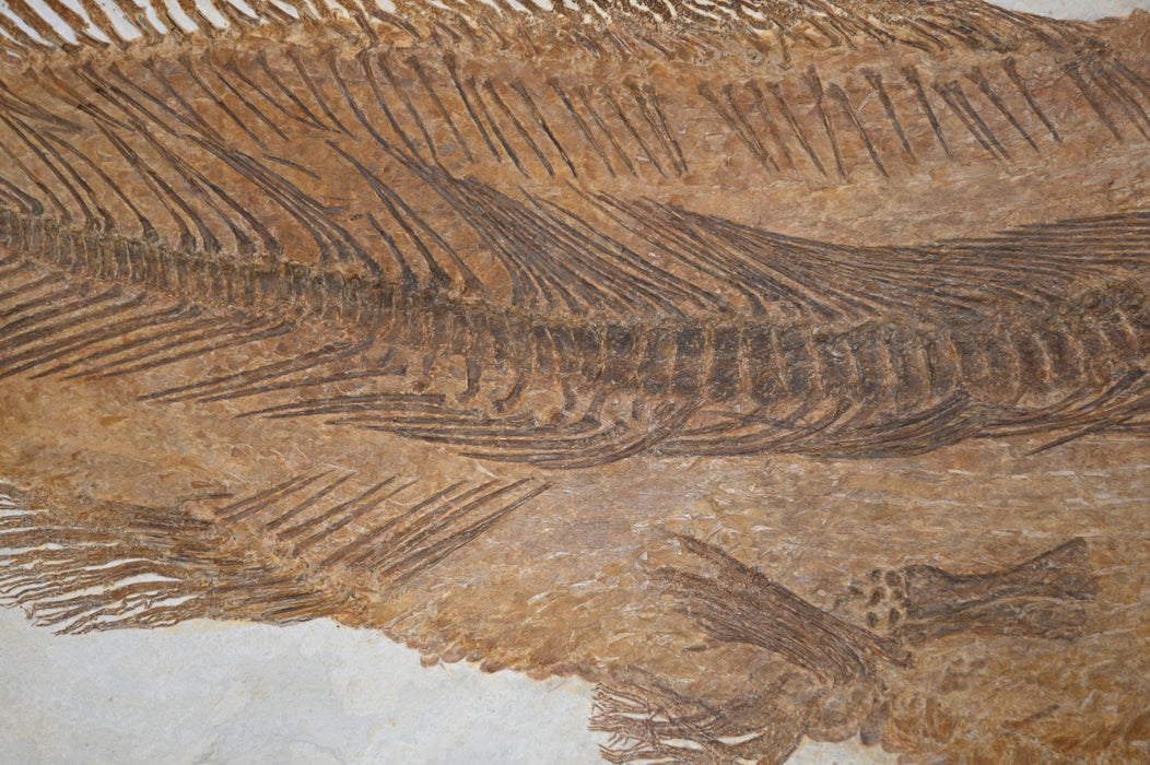 Amia pattersoni | Green River Formation