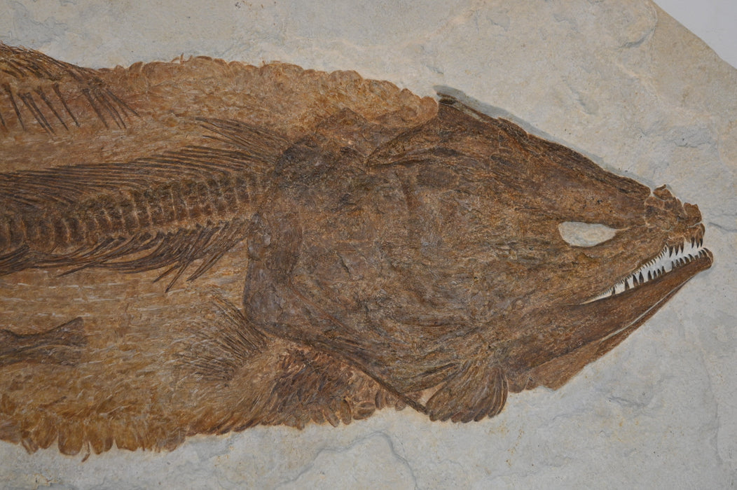 Amia pattersoni | Green River Formation