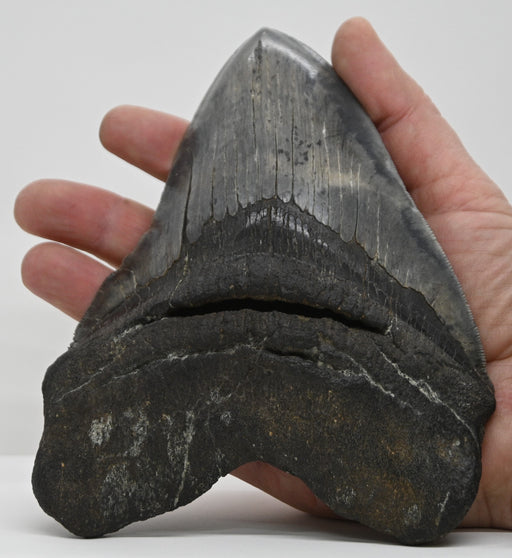 In Stone Fossils